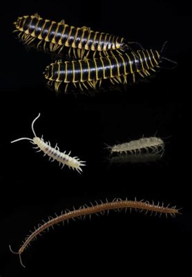  Julid Het Myriapod Met De Meeste poten! Ontdek De Geheimen Van Deze Schitterende Weerwolf Van De Bodem