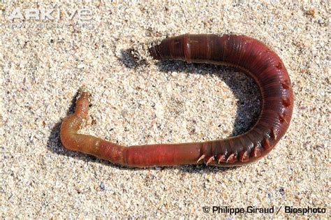  Lugworm! Een Verborgen Wonder dat zich Door de Zandbank Wriggelt en een Essentieel Element voor het Ecosysteem Vormt