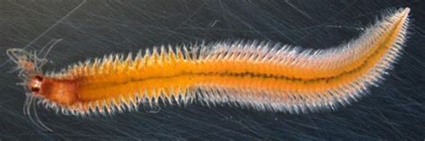   Moustache Worm: Can This Bristly Marine Dweller Predict Tides With Its Sensitive Tentacles?