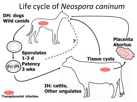  Neospora! Een microscopische parasiet die de wereld van dieren op zijn kop zet