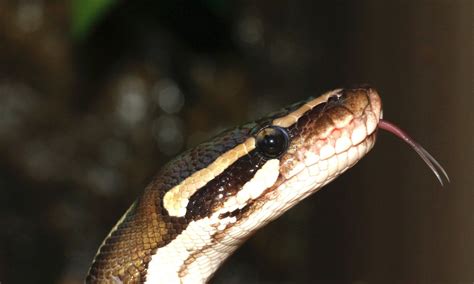  Python! De verborgen schoonheid van een schuilende schub