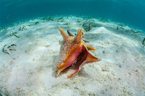   Queen Conch! Een exotisch schelpdier dat een verbazingwekkende symbiose met algen heeft ontwikkeld