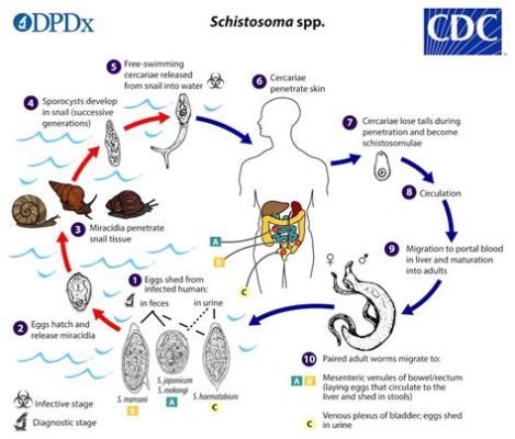  Schistosoma! Een Parasiet met een Avontuurlijke Reis door Twee Wezens