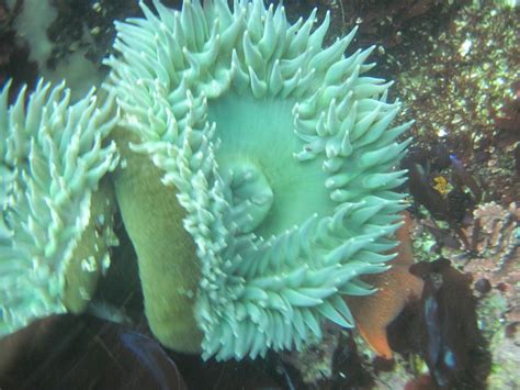  Xenophyophora! De Mysterieuze 'Bloem' Van Het OceaanBodem