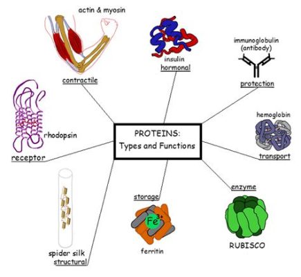 A protein kinase is an enzyme that functions in which of the following ways? Exploring the multifaceted roles of protein kinases in cellular signaling and beyond