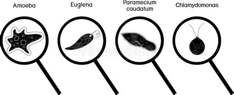  Amoeba: Een Microscopische Meester van Vormverandering en Prooiverslindende Strategieën!