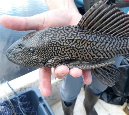 Armoured Catfish: Een onderwater beest met schubben die glinsteren als juwelen en bewegingen zo elegant als een balerin!