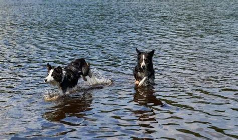 Can Border Collies Swim? Exploring the Depths of Canine Aquatic Abilities