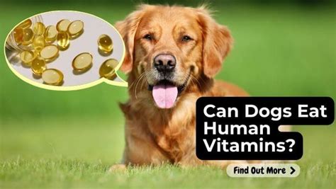 Can Dogs Have Human Vitamins? Exploring the Intersection of Canine Nutrition and Human Supplements