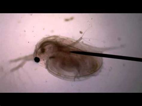 Can Fleas Swim in Water? Exploring the Curious Connection Between Fleas and Aquatic Mysteries