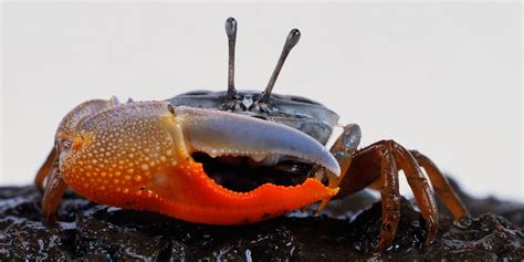  Fiddler Crab! De Meester van het Gebaren-Tango en Het Vermommen als een Steen