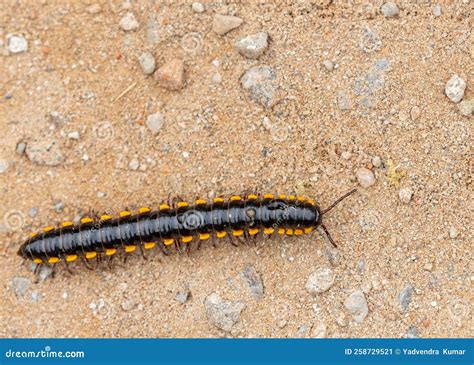  Geophilomorpha: Een verborgen wereld vol duizendpoten die zich door de grond bewegen!