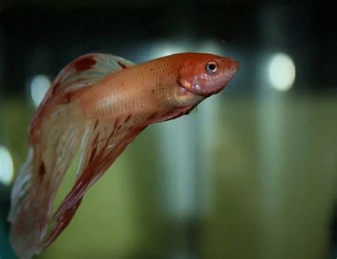 How to Treat Swim Bladder in Betta Fish: A Dive into the Mysteries of Aquatic Health and Beyond