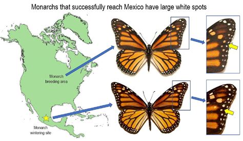 Is There Protein in Tomato Soup, and Can It Influence the Migration Patterns of Monarch Butterflies?