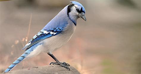  Jay!  This Vibrant Bird Will Brighten Your Day With Its Striking Plumage and Playful Personality