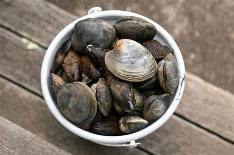  Littleneck: Een Kleine Schelp Met een Groot Verhaal van Overleven en Verscheidenheid! 