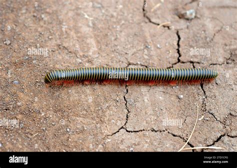  Millipede: Een Myriapode Met een Ontelbaar Aantal Beetjes Voor Een Leven Vol Genot!