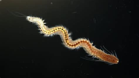  Polynoe! Een verbazingwekkende borstelworm met een voorliefde voor diepzee-stromingen en verborgen schelpdieren