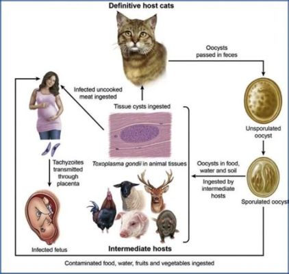  Toxoplasma! Een eencellig organisme dat de gedachtes van zijn gastheer manipuleert om te verspreiden