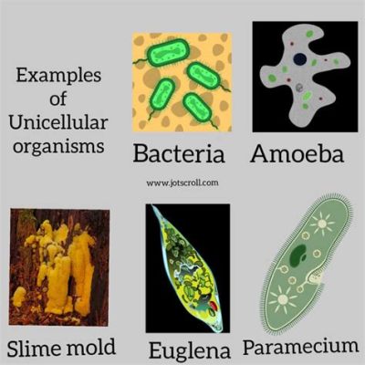   Understanding the Unconventional Uroglena: Can a Single-Celled Organism Truly Be Considered Intelligent?