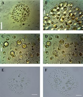  Uroglena: Een Onverwachte Danser van het Microscopische Universum!